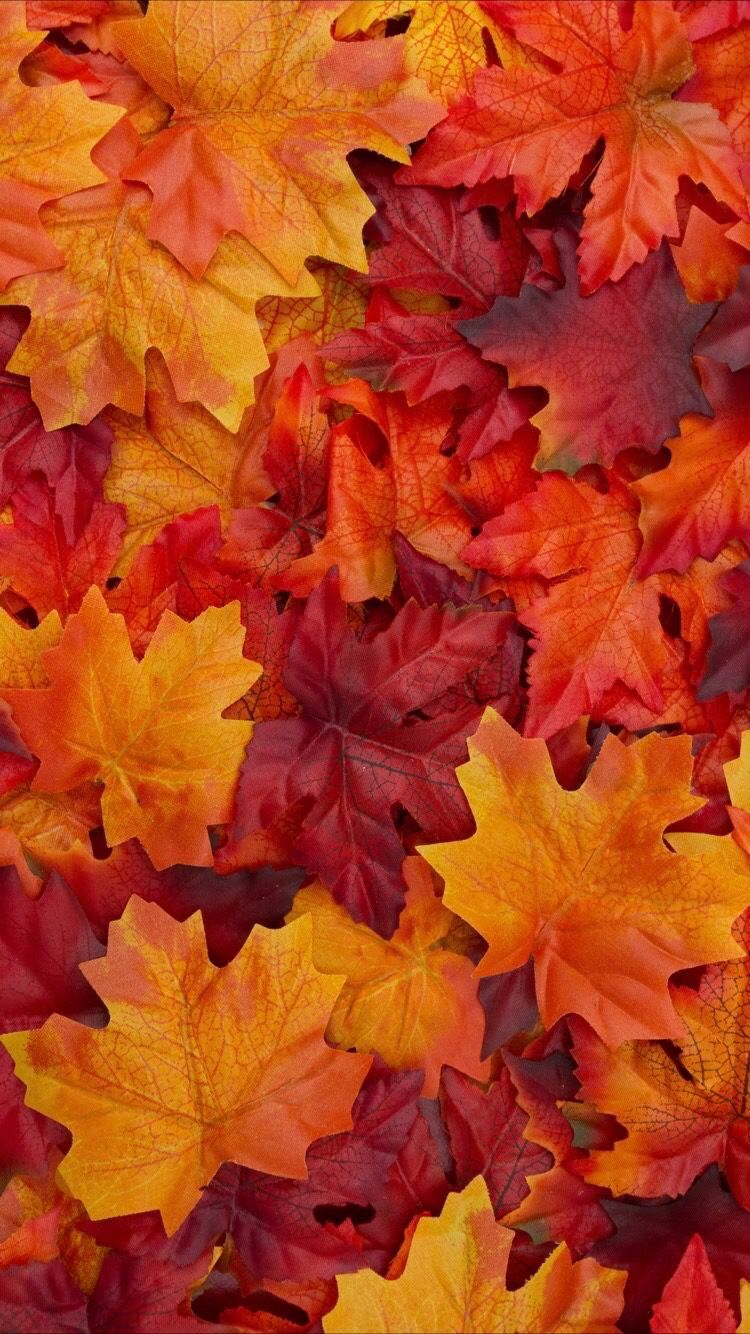 Autumn Colors Wallpapers