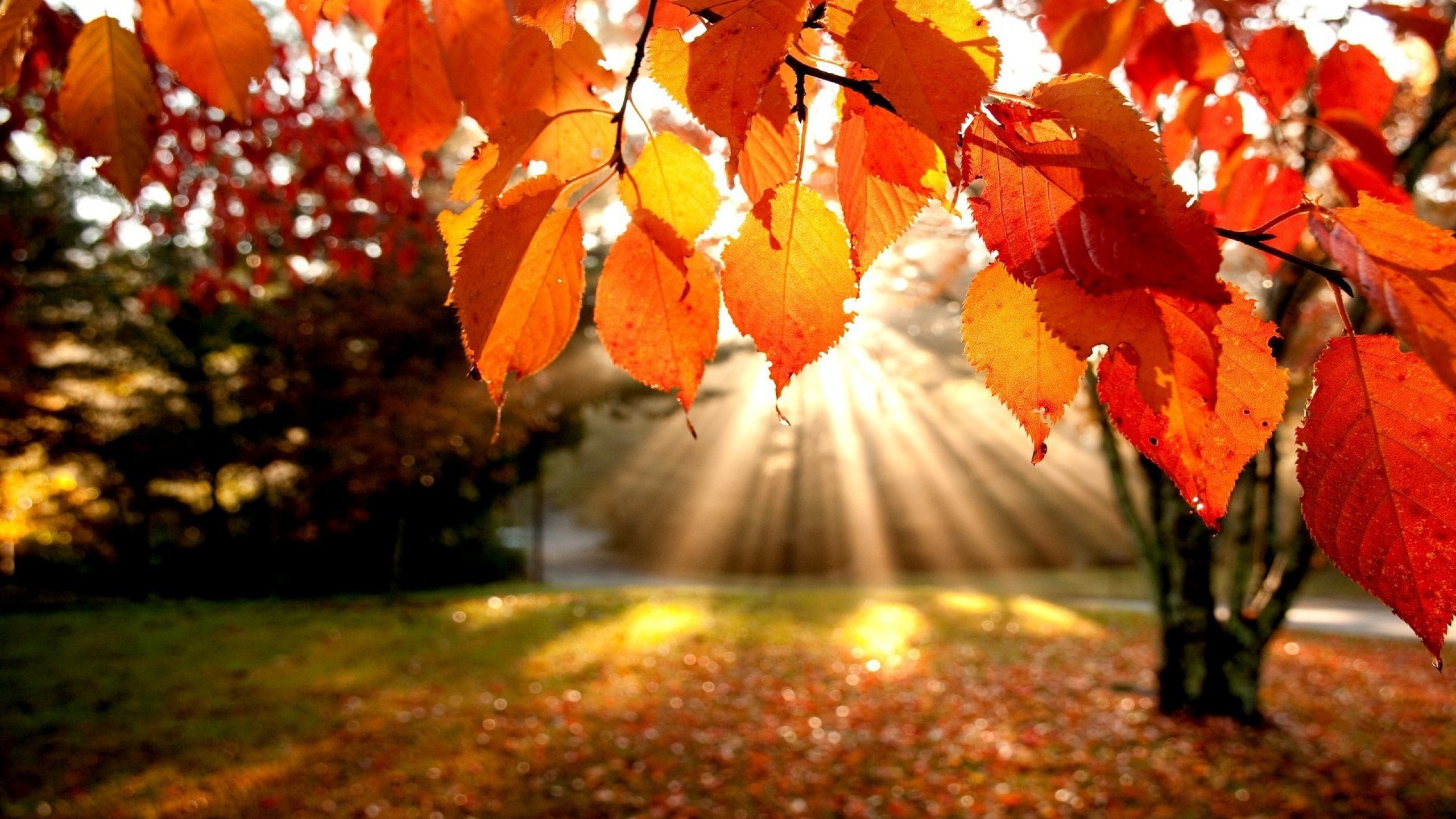 Autumn Colors Wallpapers