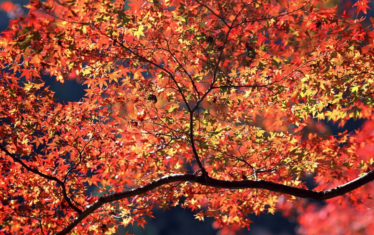 Autumn Colors Wallpapers