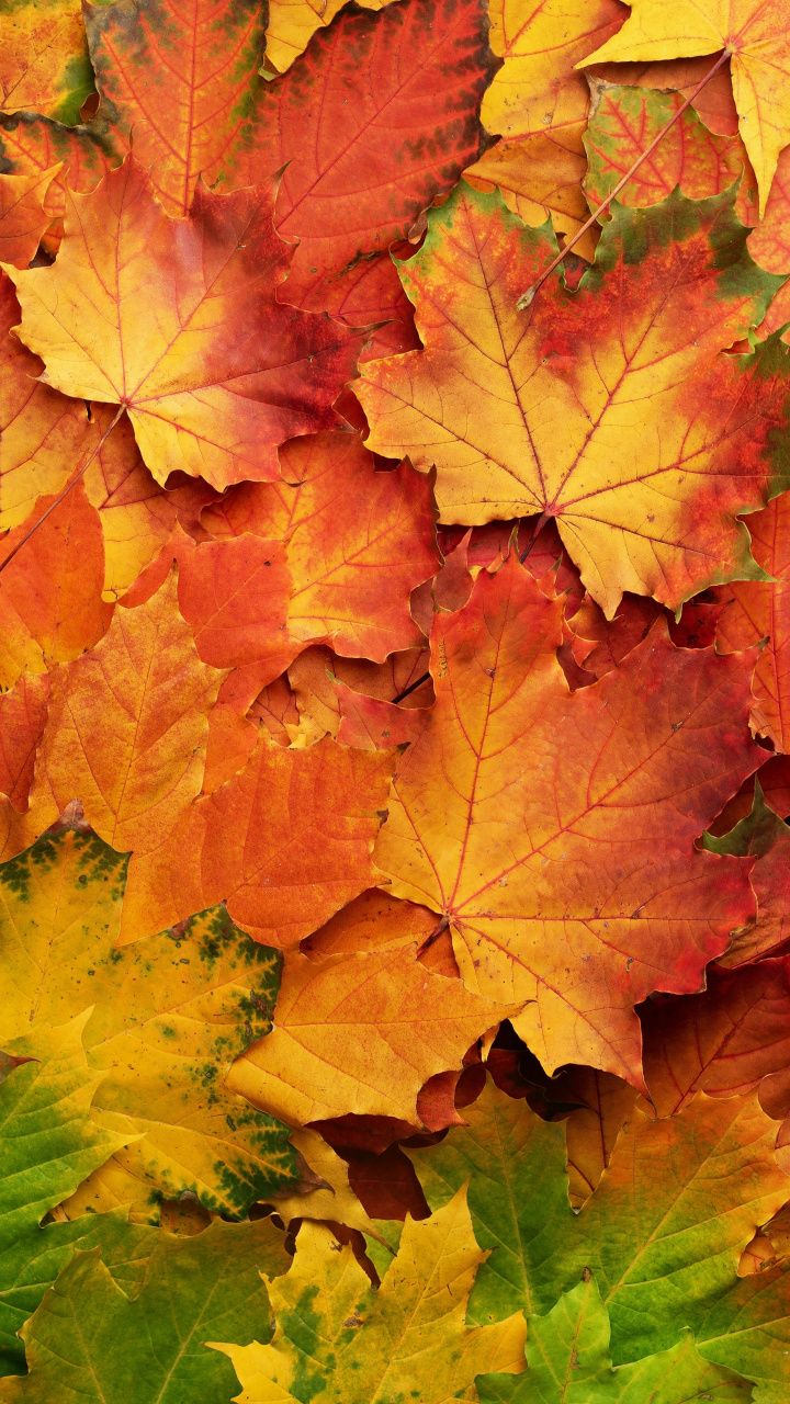 Autumn Colors Wallpapers