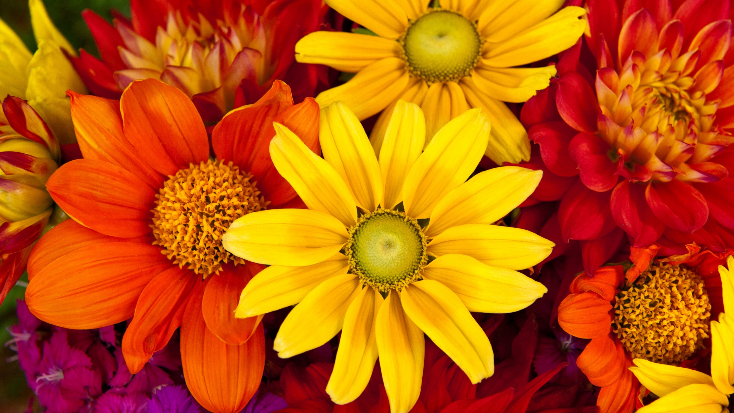 Autumn Flowers Desktop Wallpapers