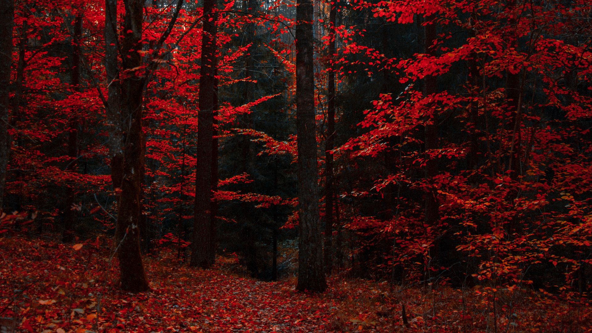 Autumn Forest Wallpapers