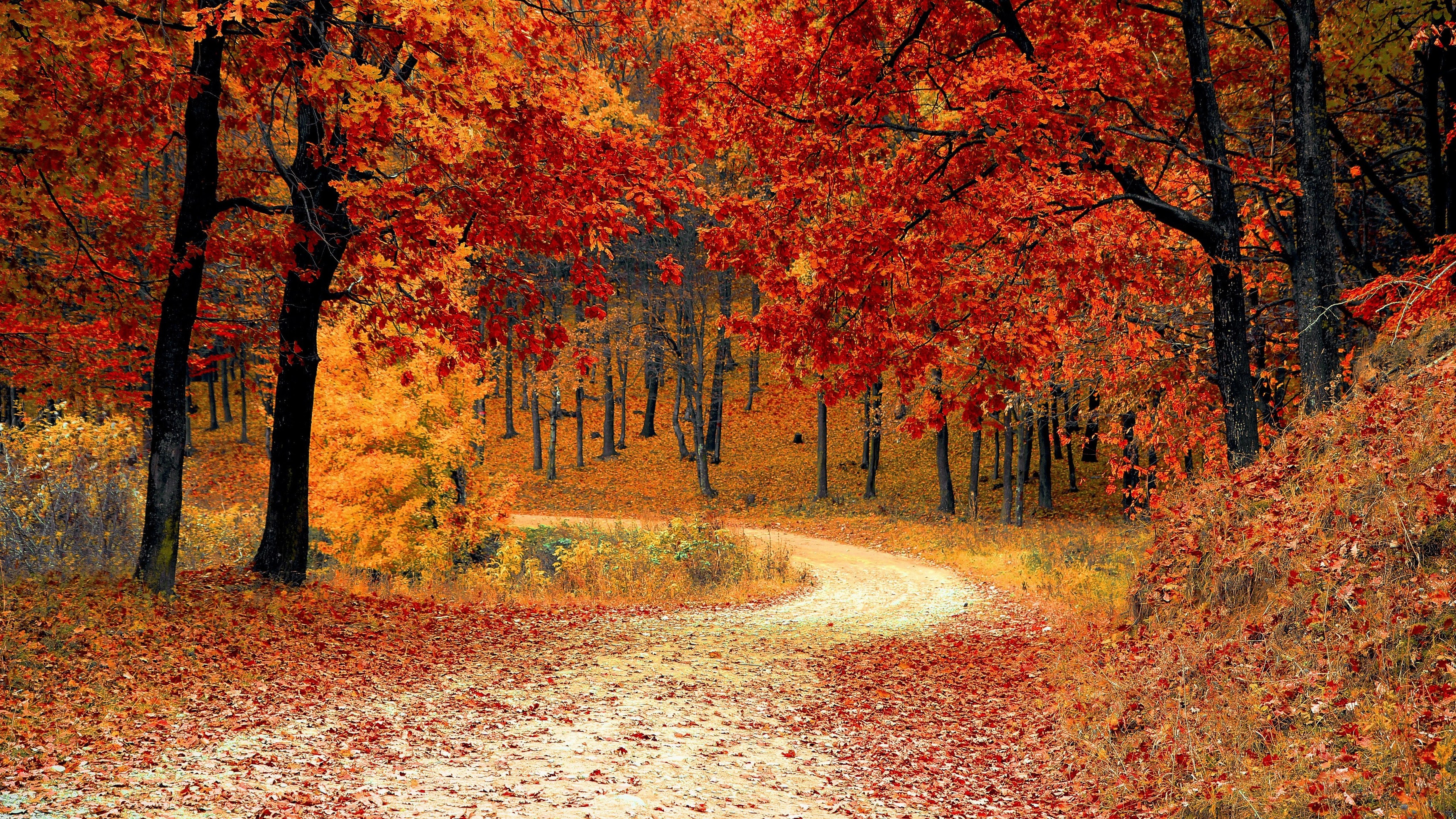 Autumn Forest Wallpapers