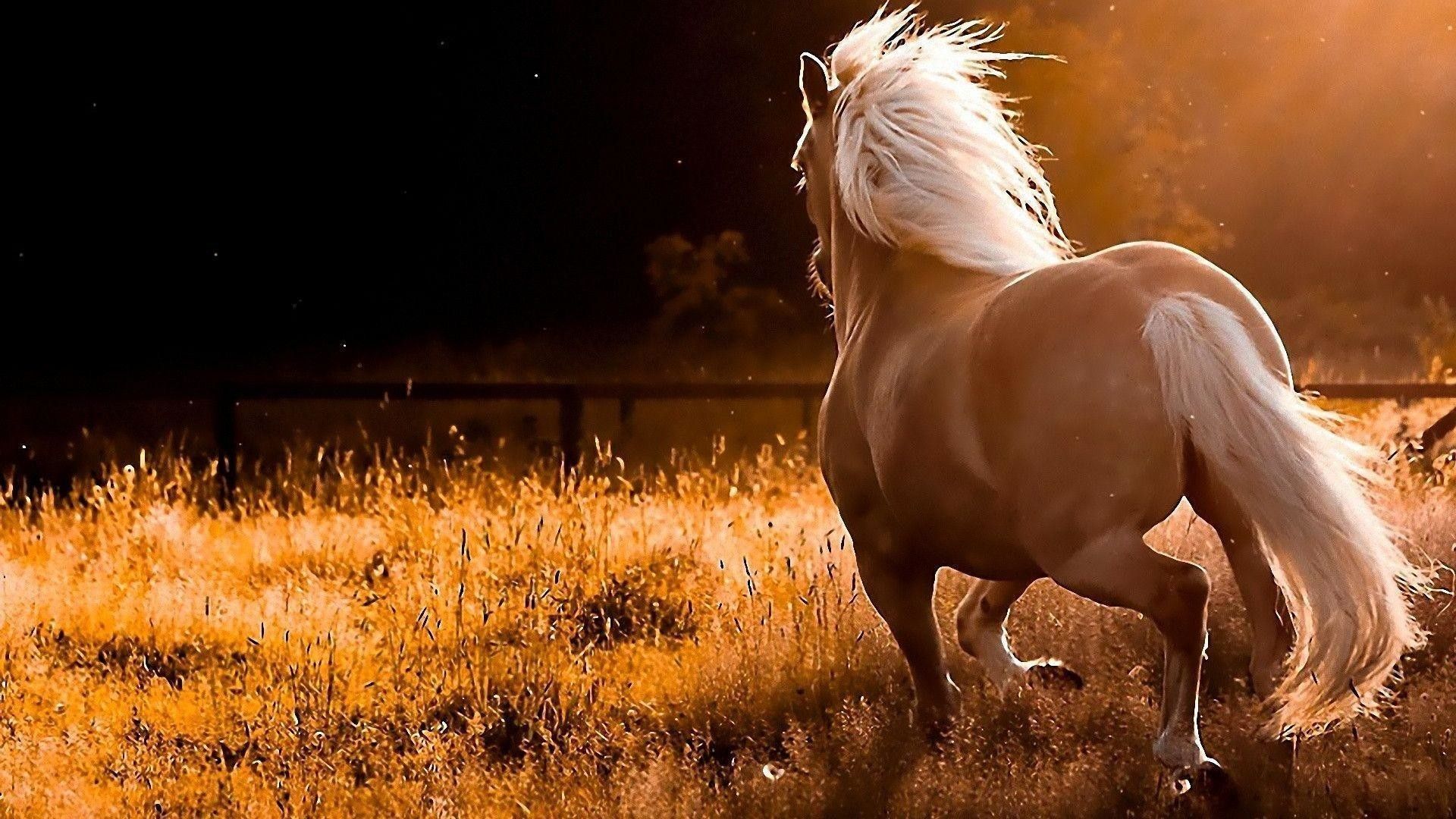 Autumn Horse Wallpapers