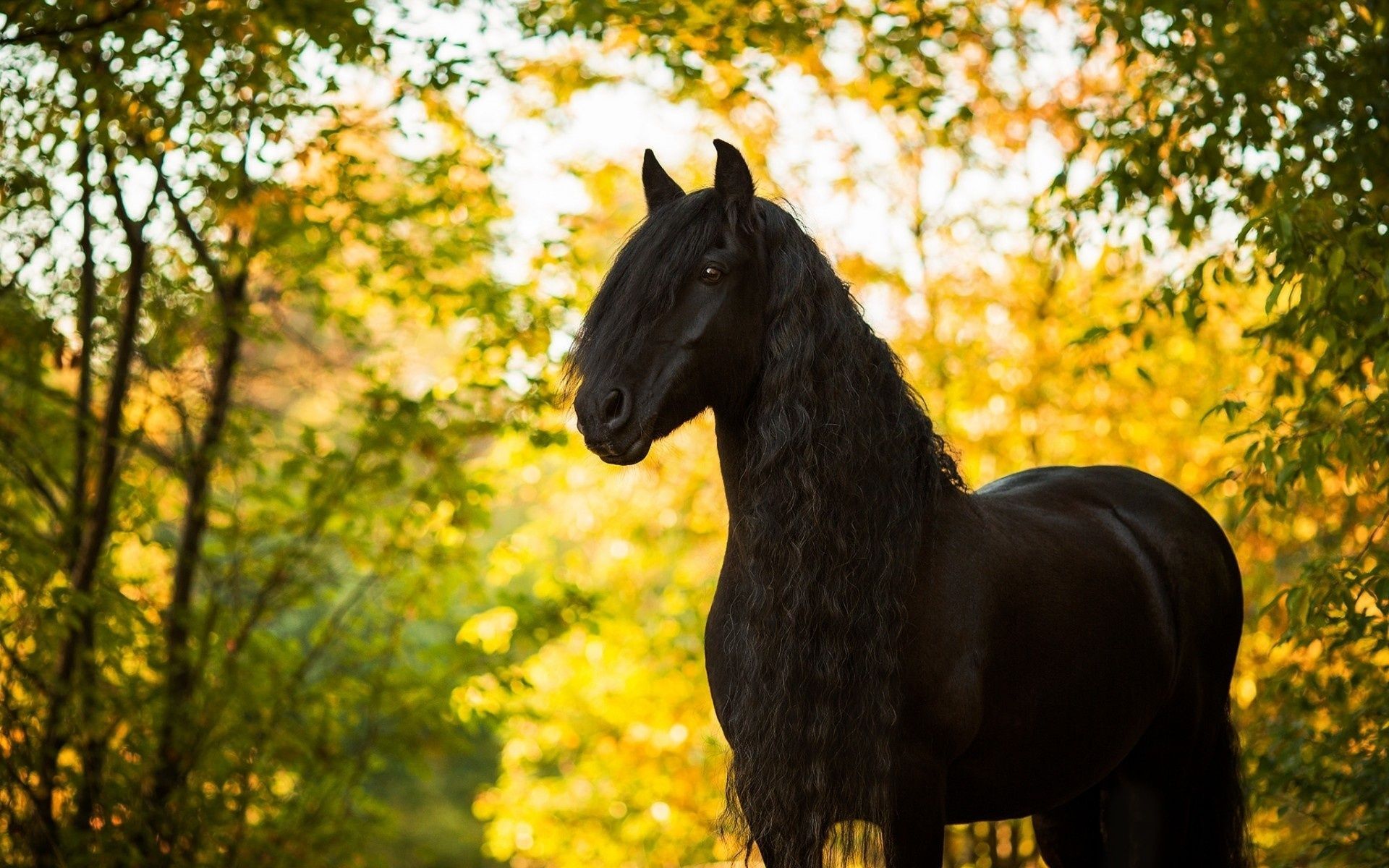 Autumn Horse Wallpapers