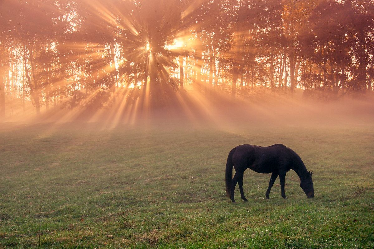 Autumn Horse Wallpapers