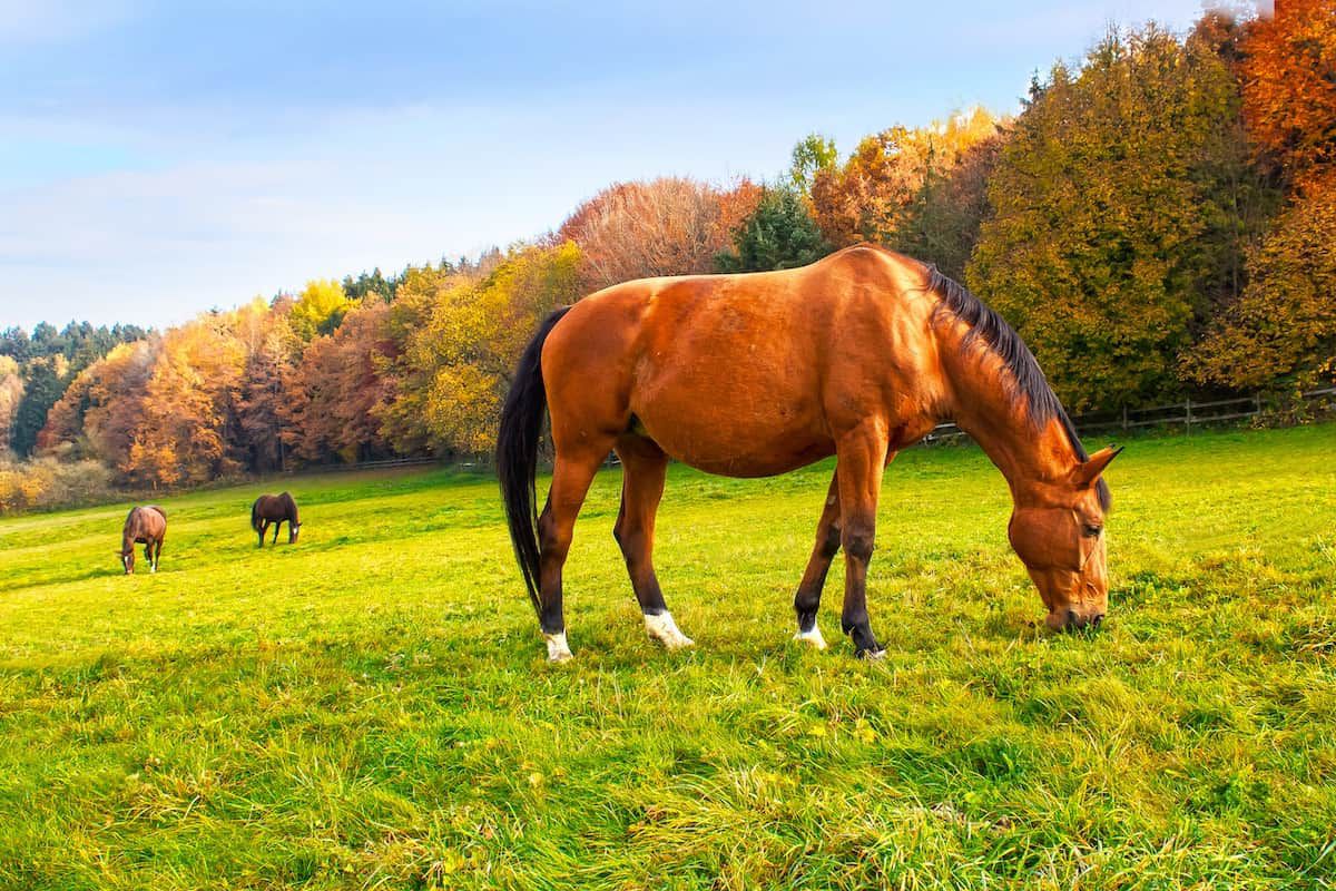 Autumn Horse Wallpapers