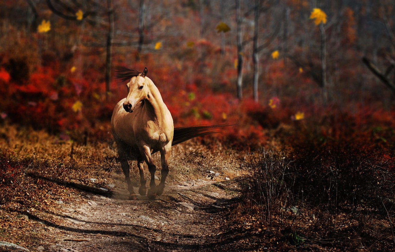 Autumn Horse Wallpapers