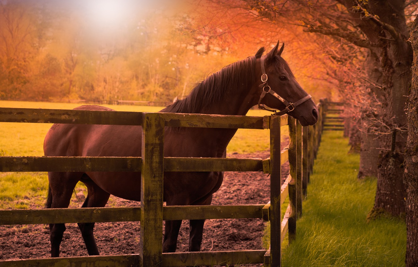 Autumn Horse Wallpapers