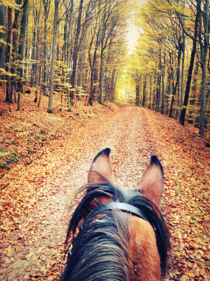 Autumn Horse Wallpapers