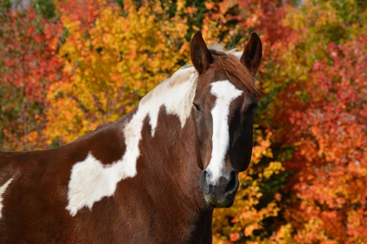 Autumn Horse Wallpapers