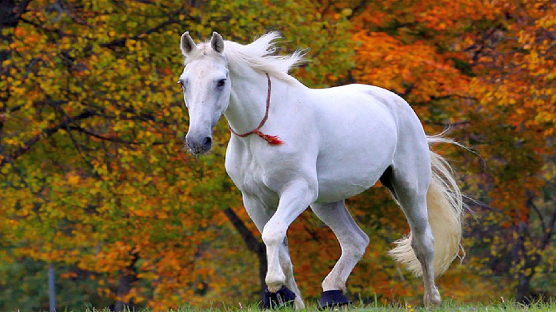 Autumn Horse Wallpapers