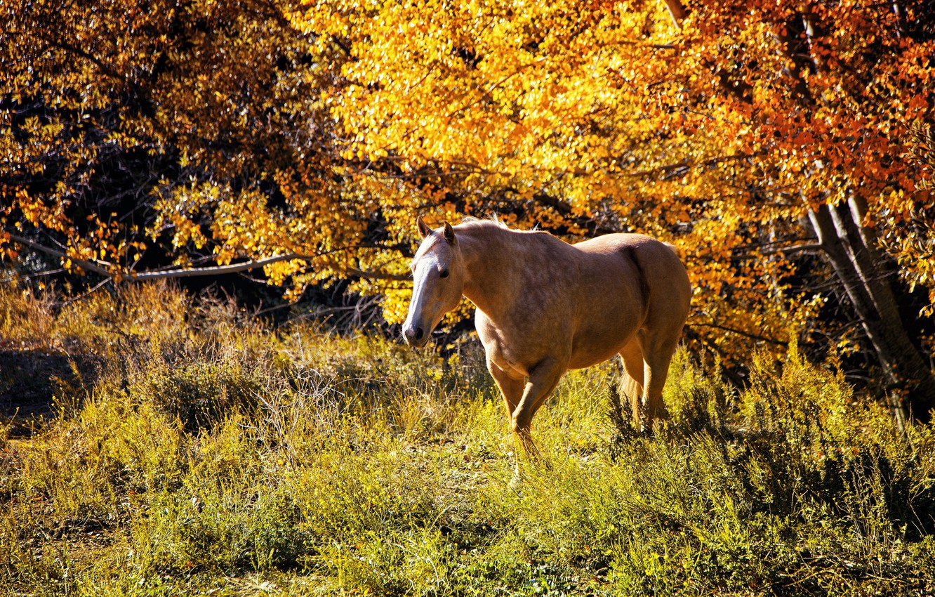 Autumn Horse Wallpapers