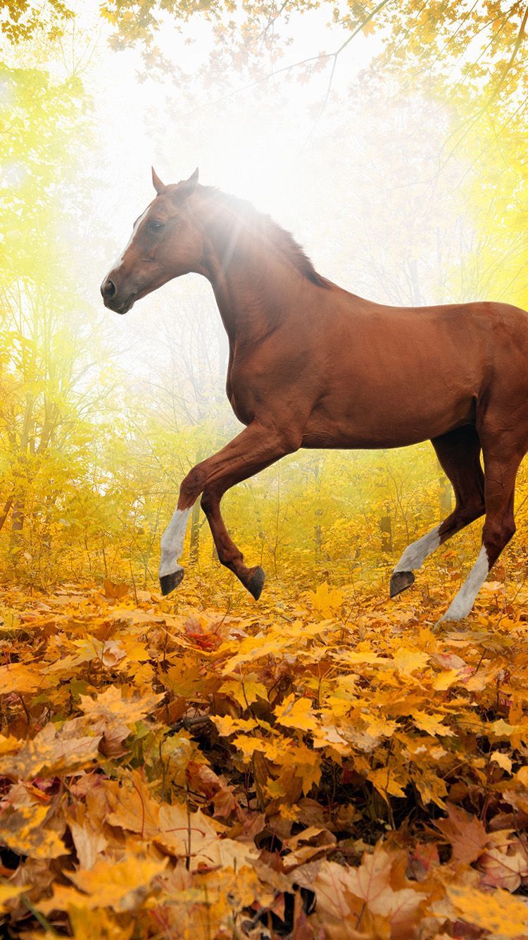 Autumn Horse Wallpapers