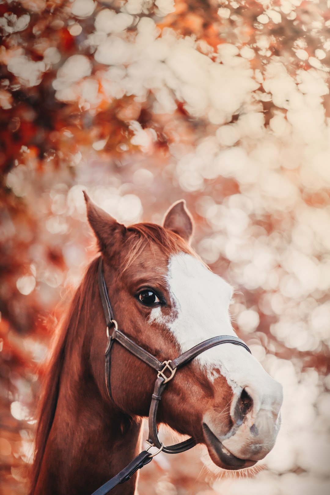 Autumn Horse Wallpapers