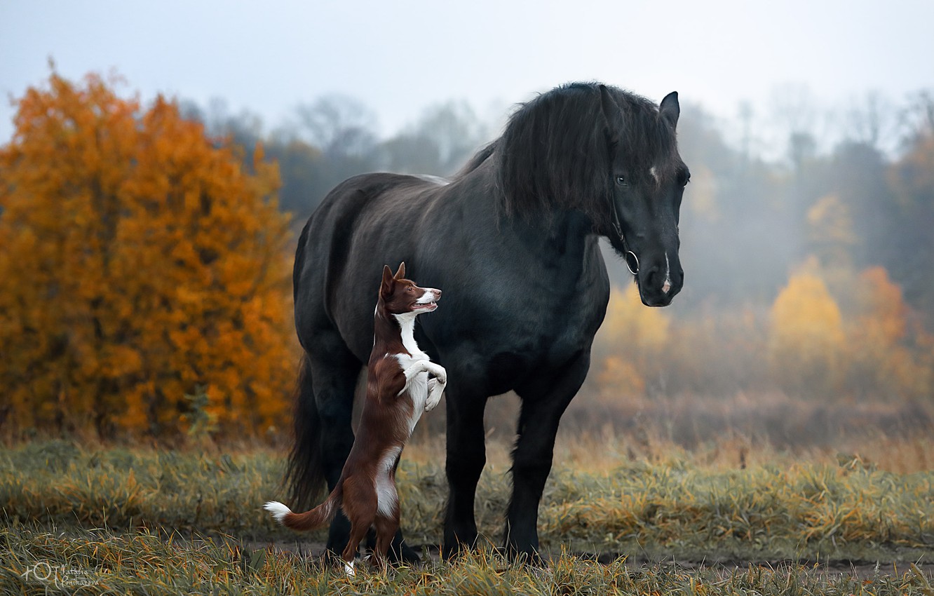 Autumn Horse Wallpapers