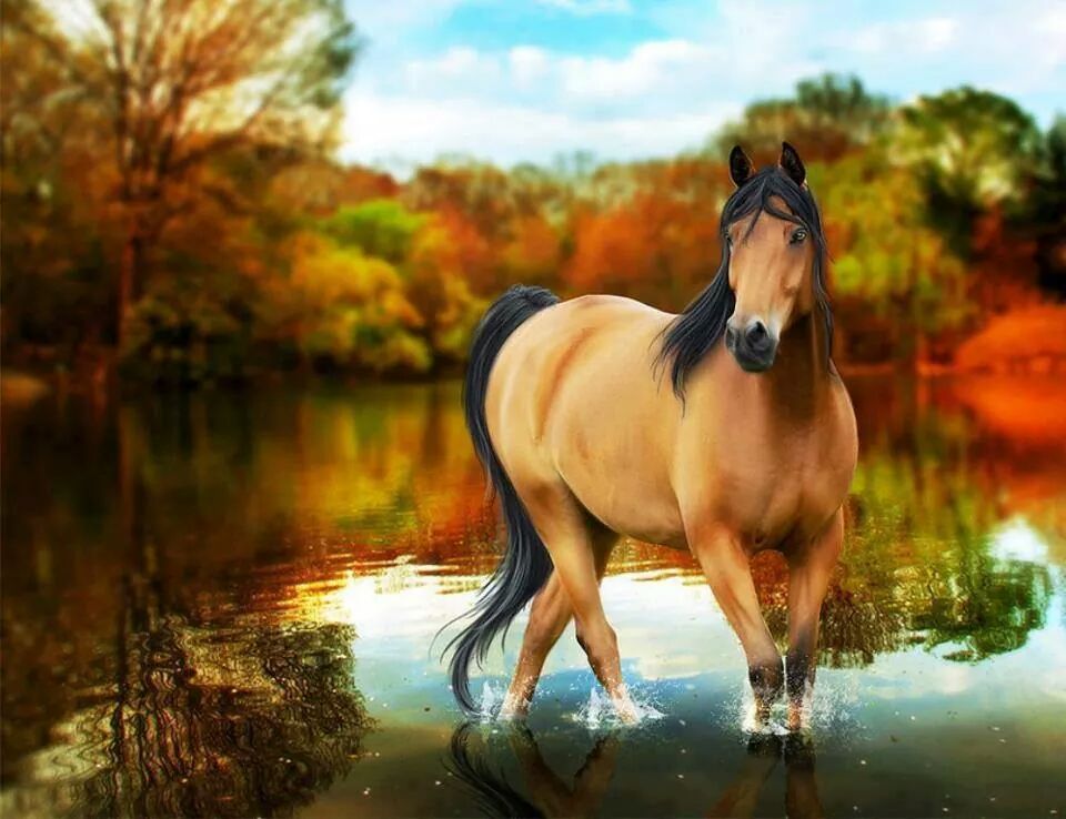 Autumn Horse Wallpapers