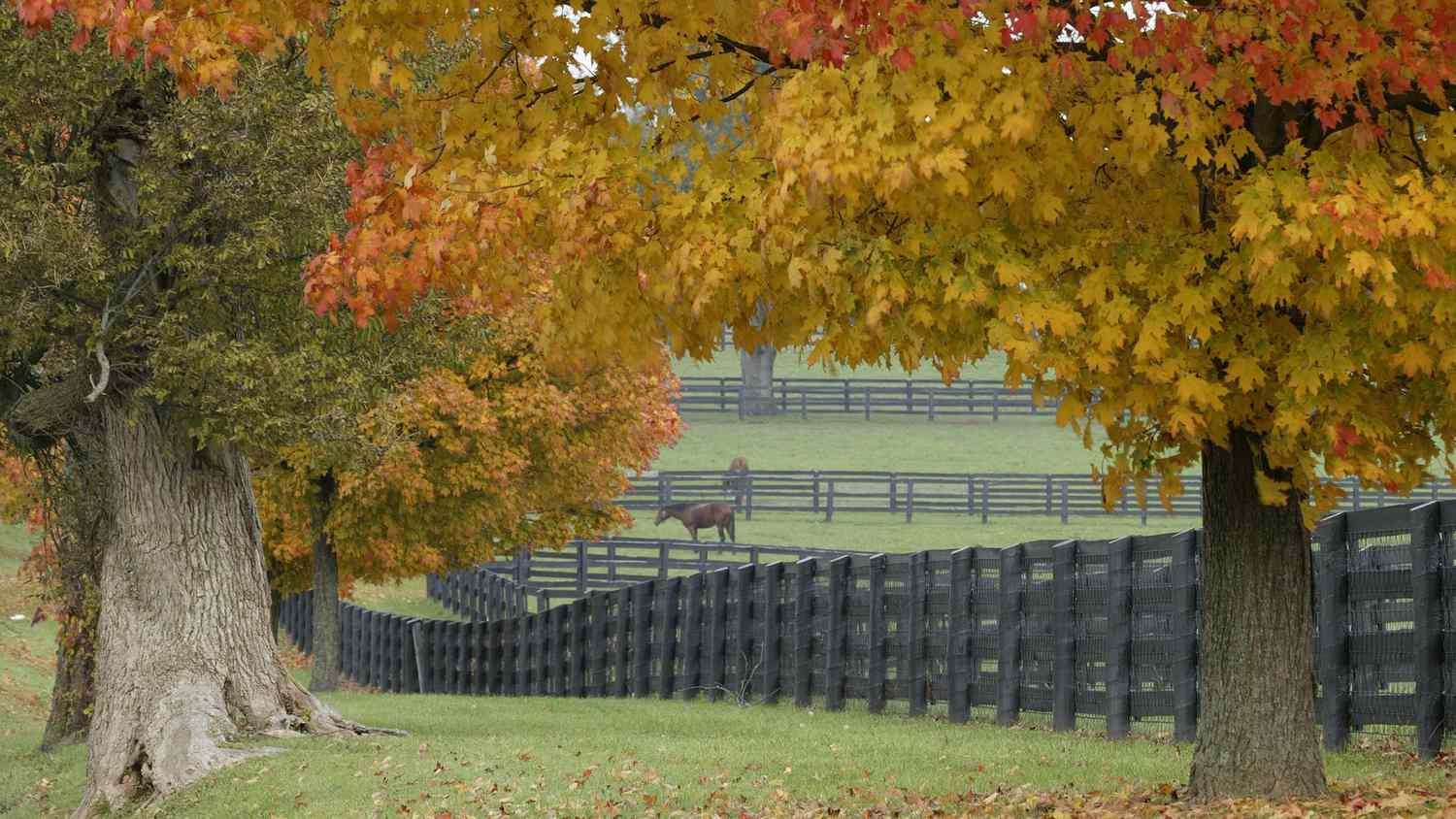 Autumn Horse Wallpapers