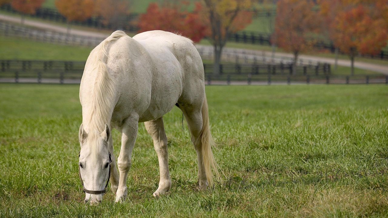 Autumn Horse Wallpapers