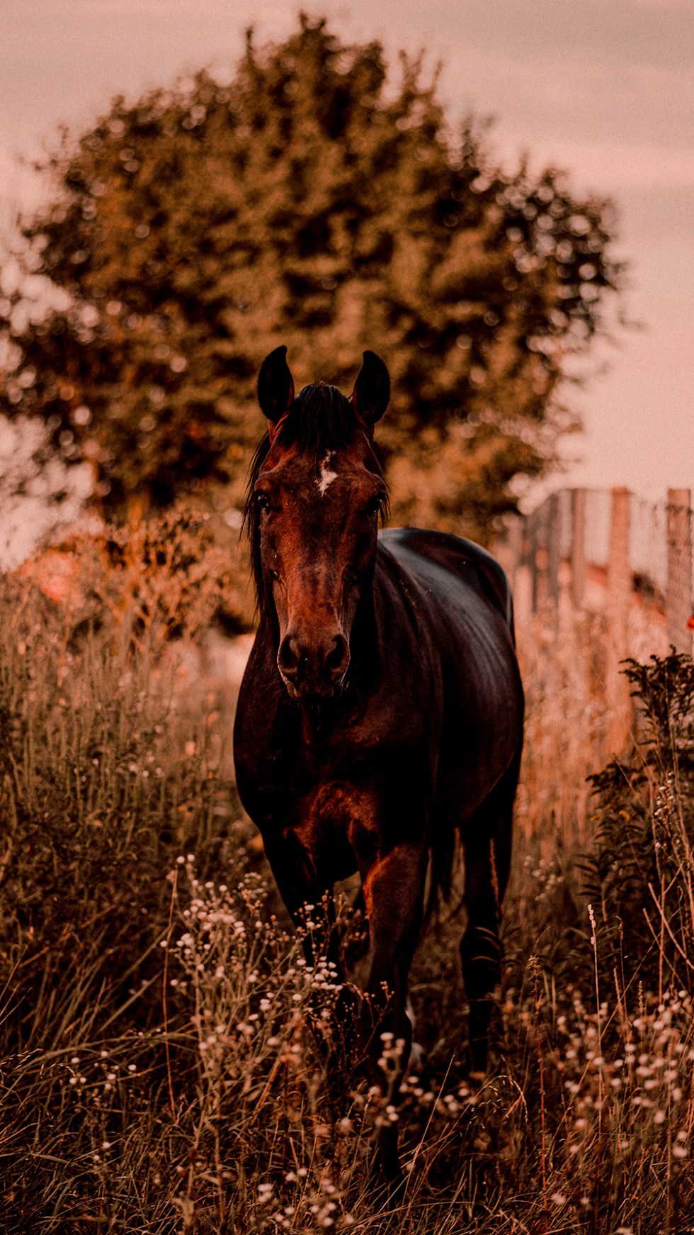 Autumn Horse Wallpapers