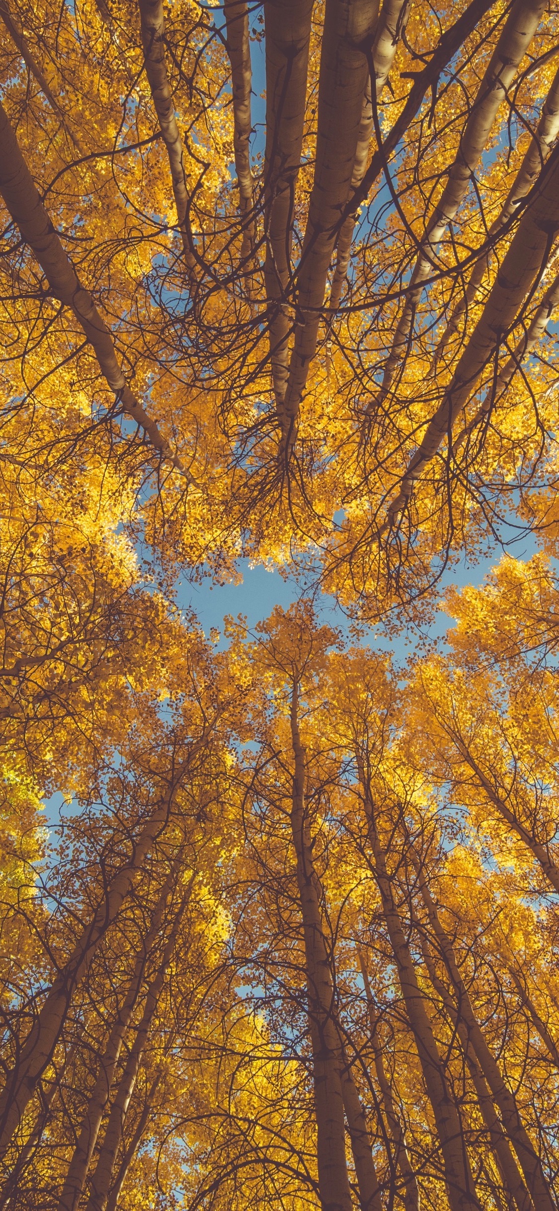 Autumn Iphone Wallpapers