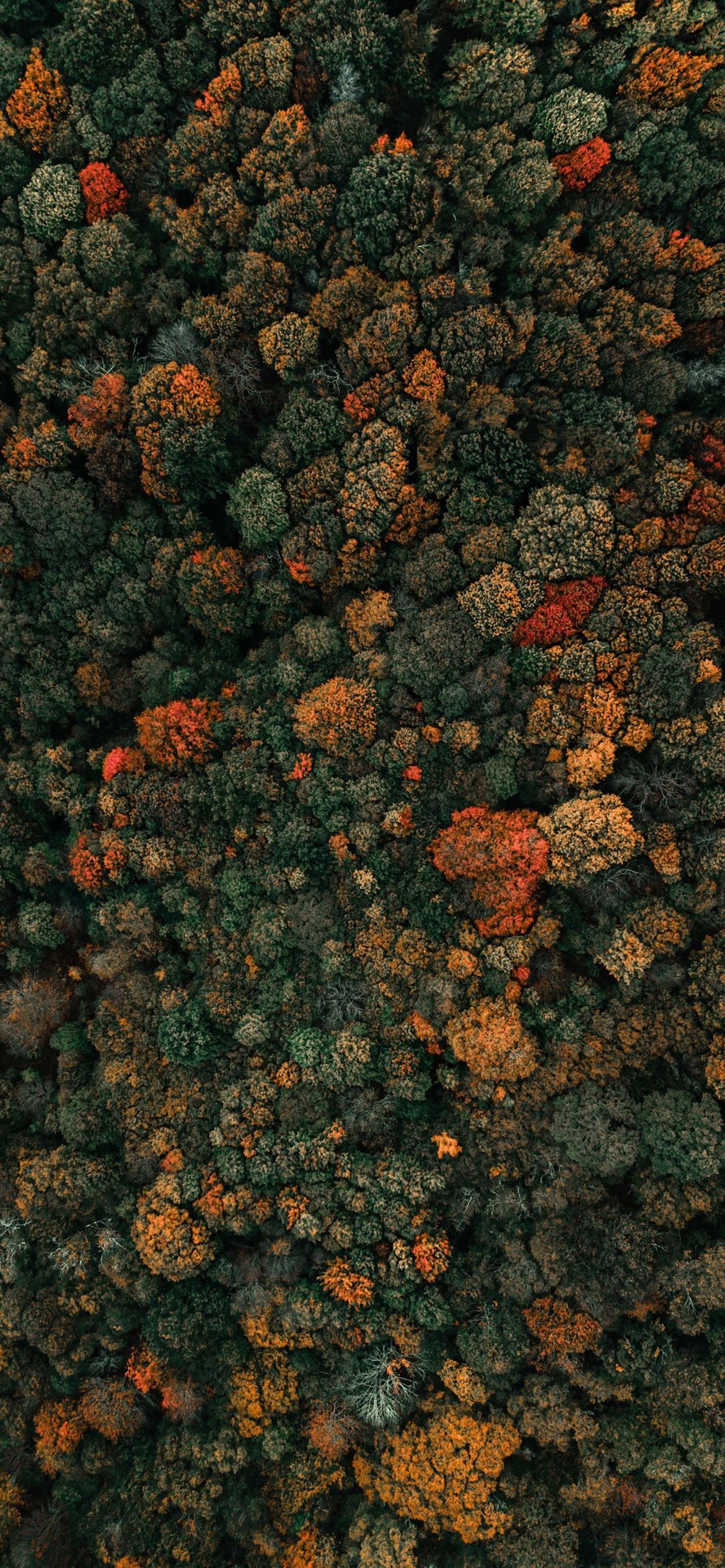 Autumn Iphone 12 Mini Wallpapers