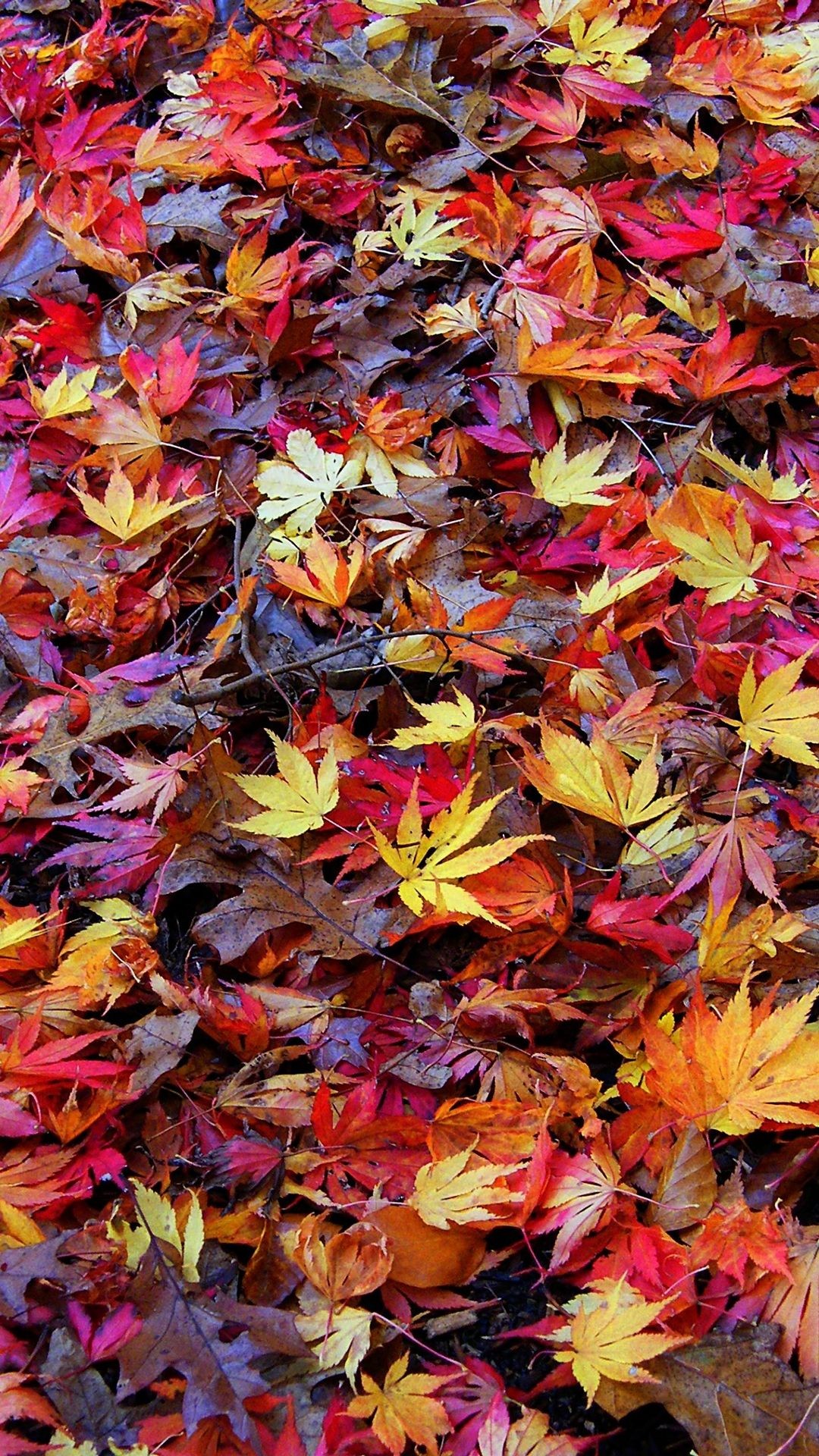 Autumn Iphone 6 Plus Wallpapers