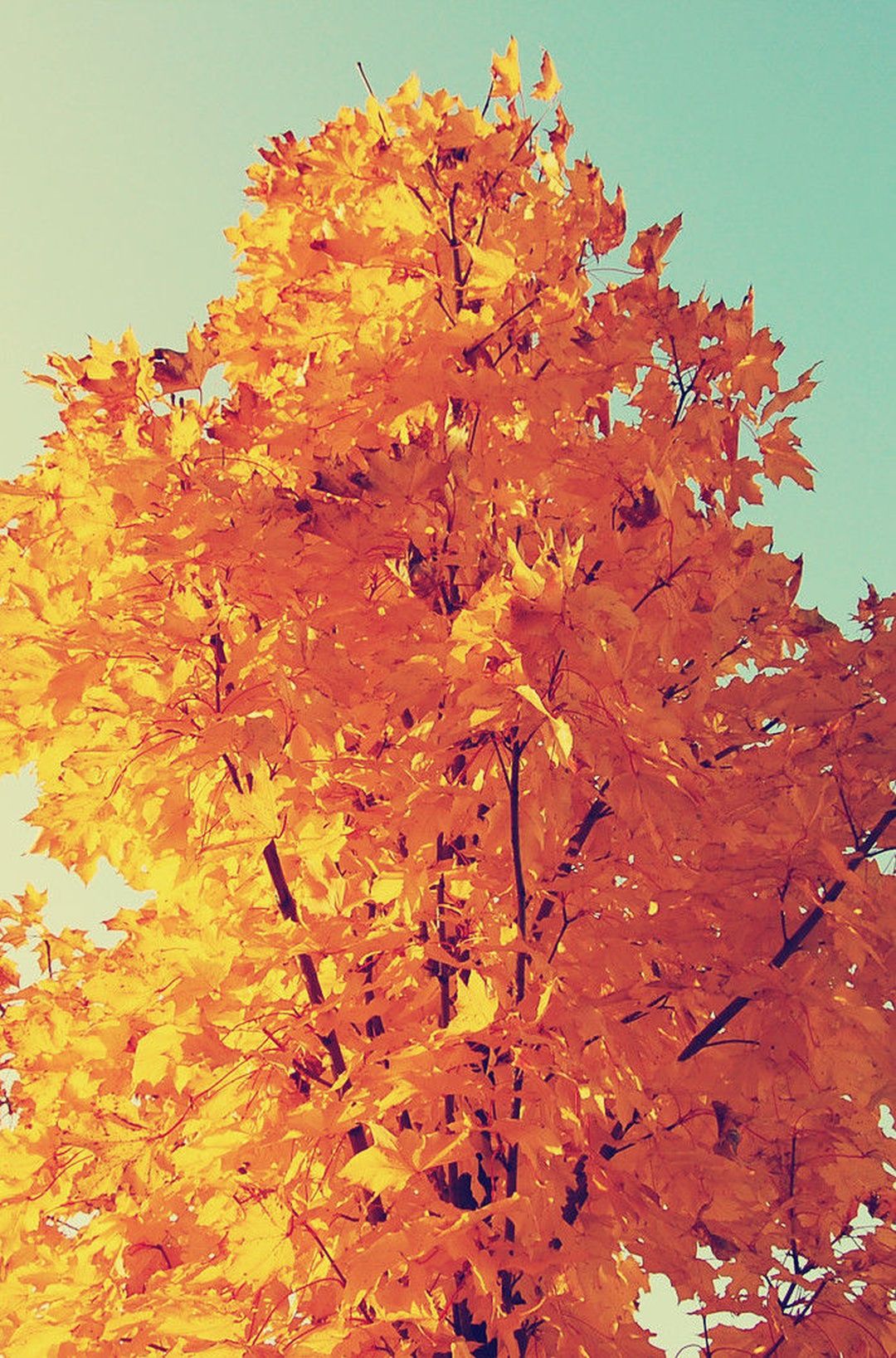 Autumn Iphone 6 Plus Wallpapers