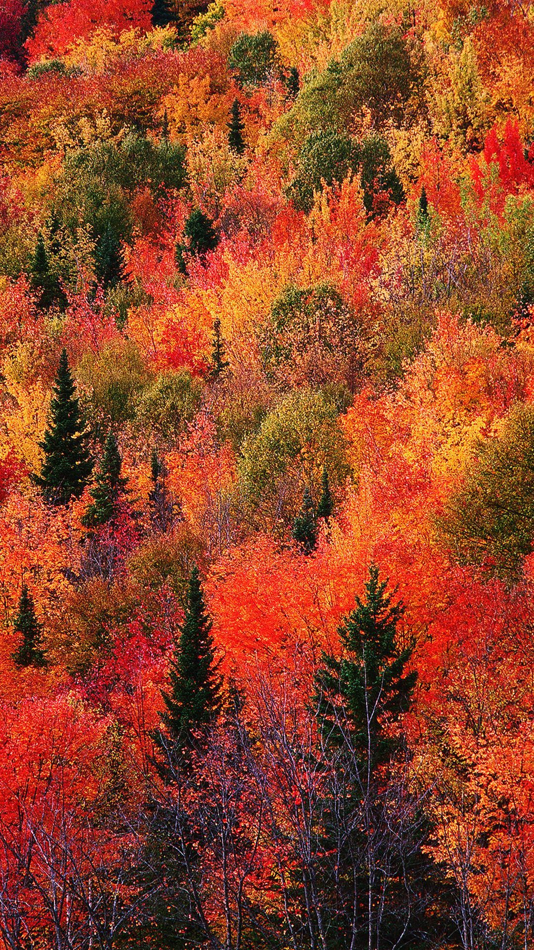 Autumn Iphone 6 Plus Wallpapers