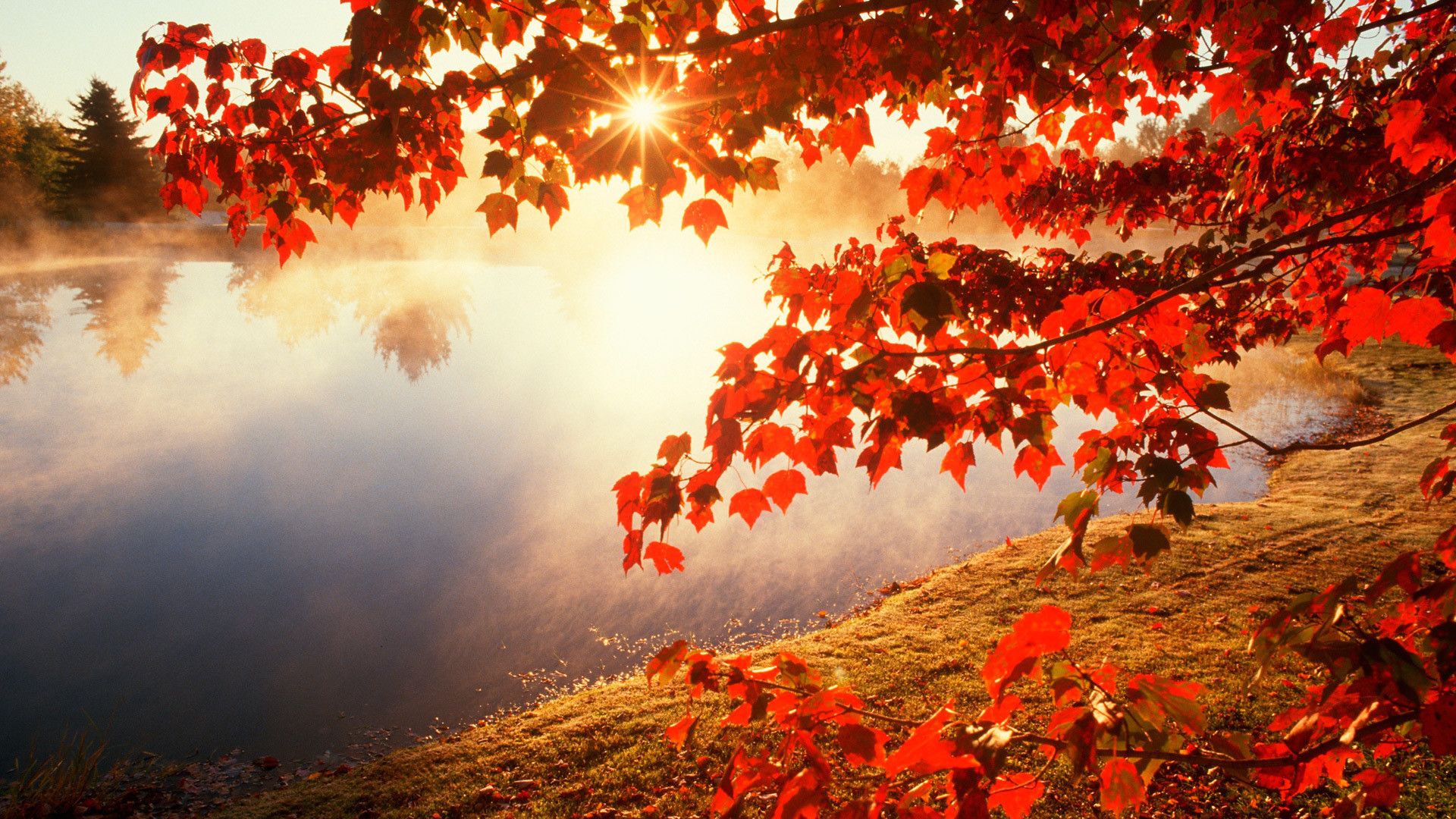 Autumn Leaves Desktop Wallpapers