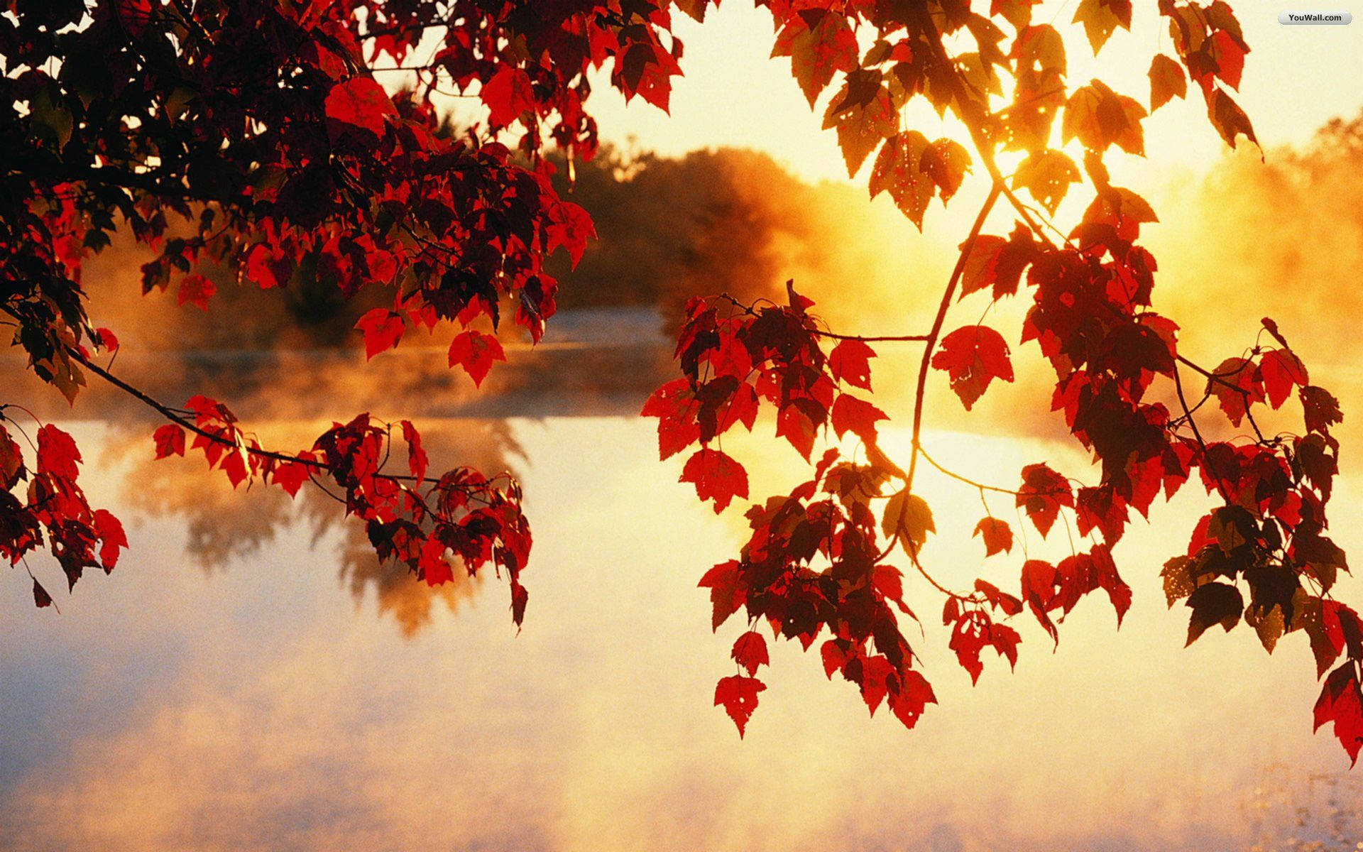 Autumn Leaves Desktop Wallpapers