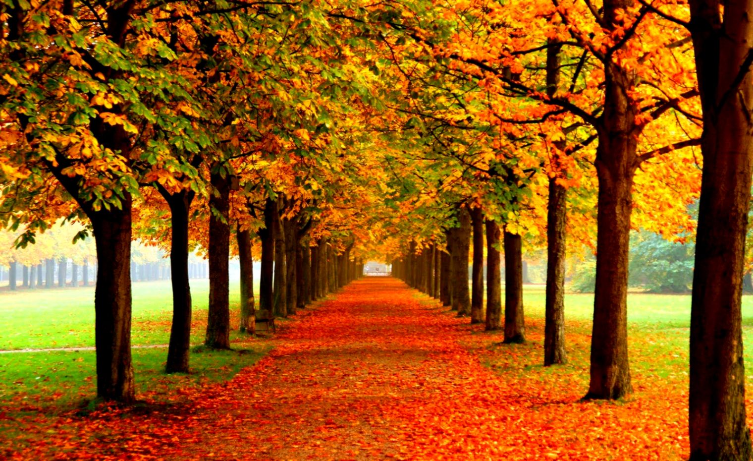 Autumn Leaves Desktop Wallpapers