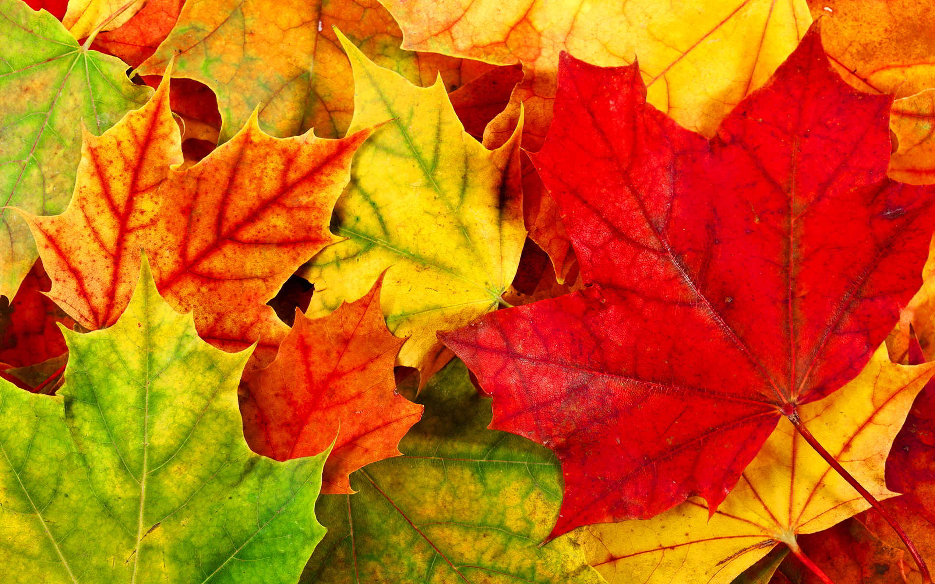 Autumn Leaves Desktop Wallpapers