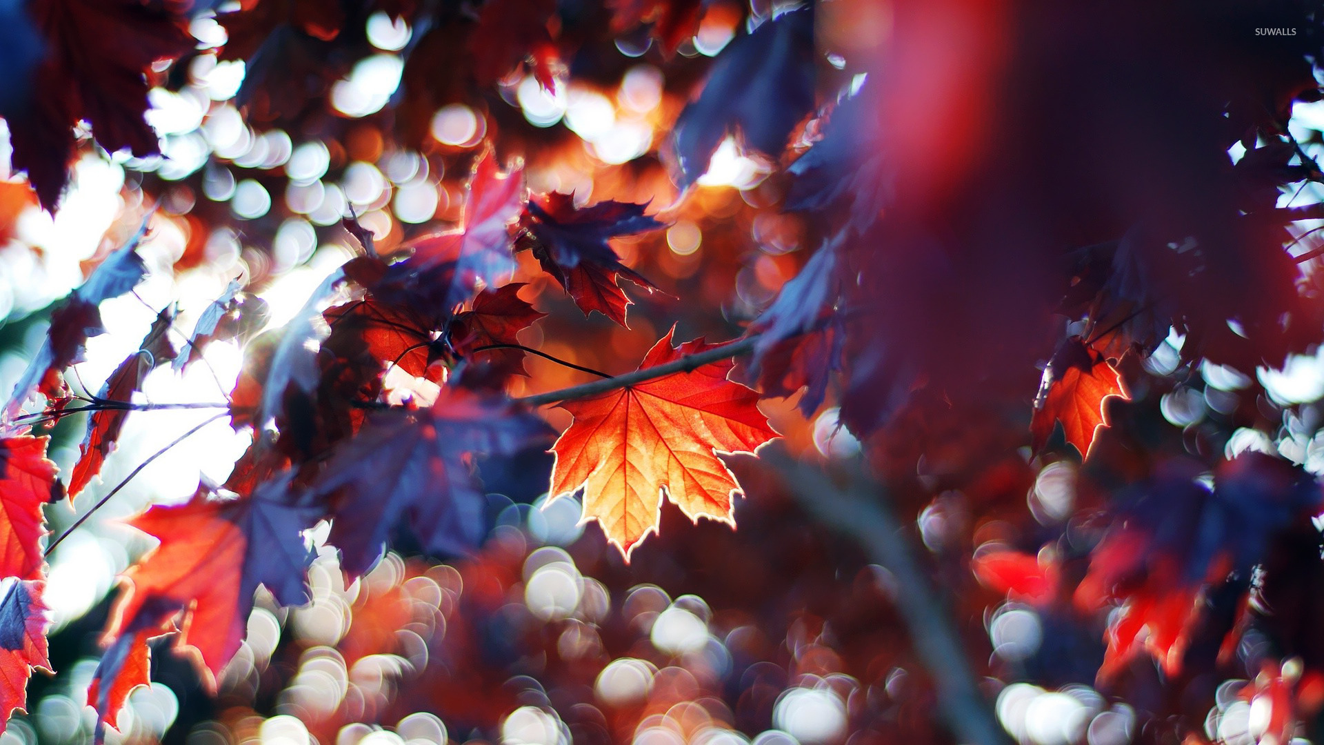 Autumn Leaves Desktop Wallpapers