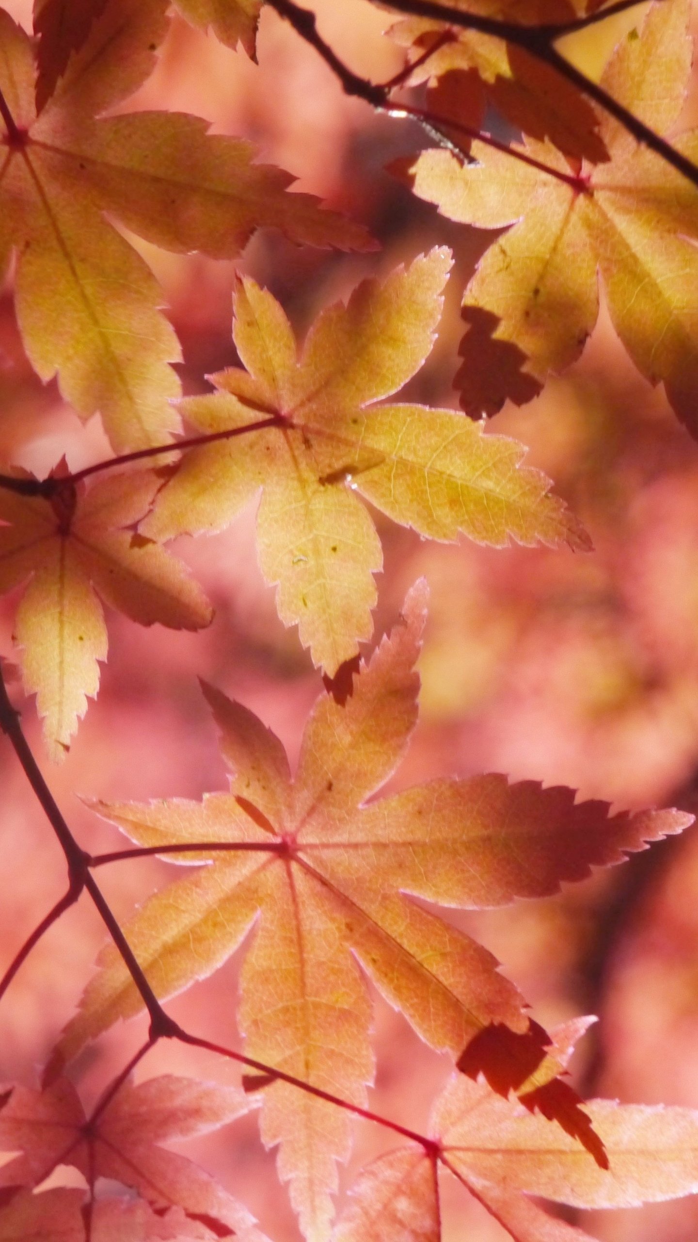 Autumn Leaves Desktop Wallpapers