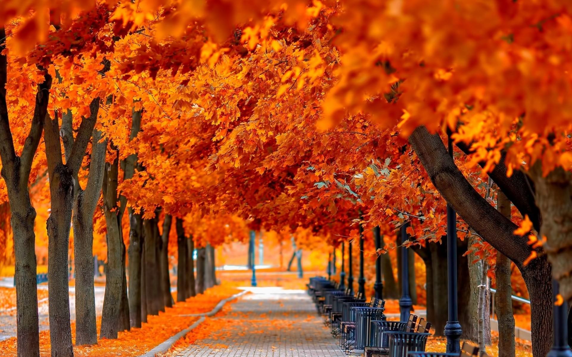 Autumn Leaves Desktop Wallpapers