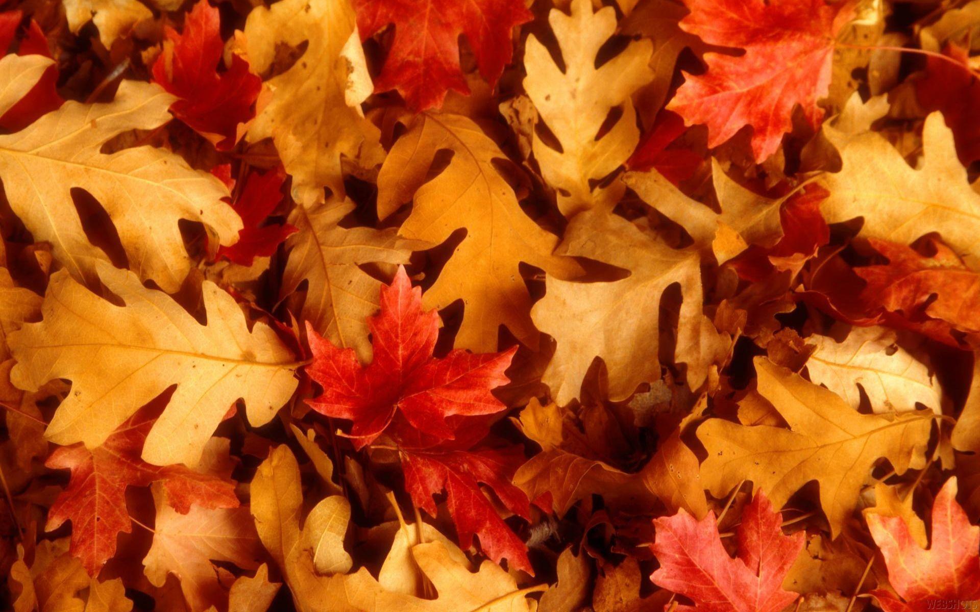 Autumn Leaves Desktop Wallpapers