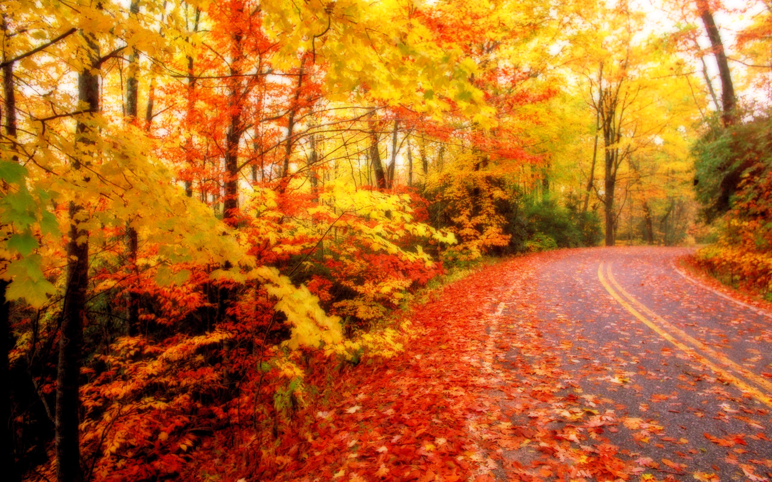 Autumn Leaves Desktop Wallpapers