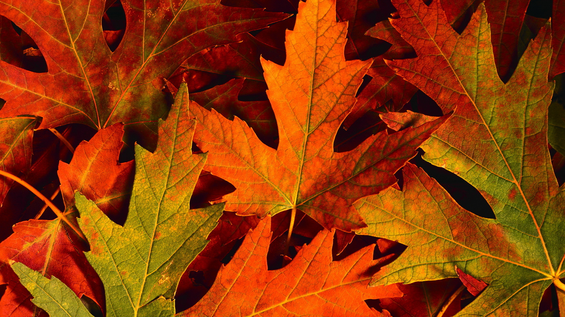 Autumn Leaves Desktop Wallpapers