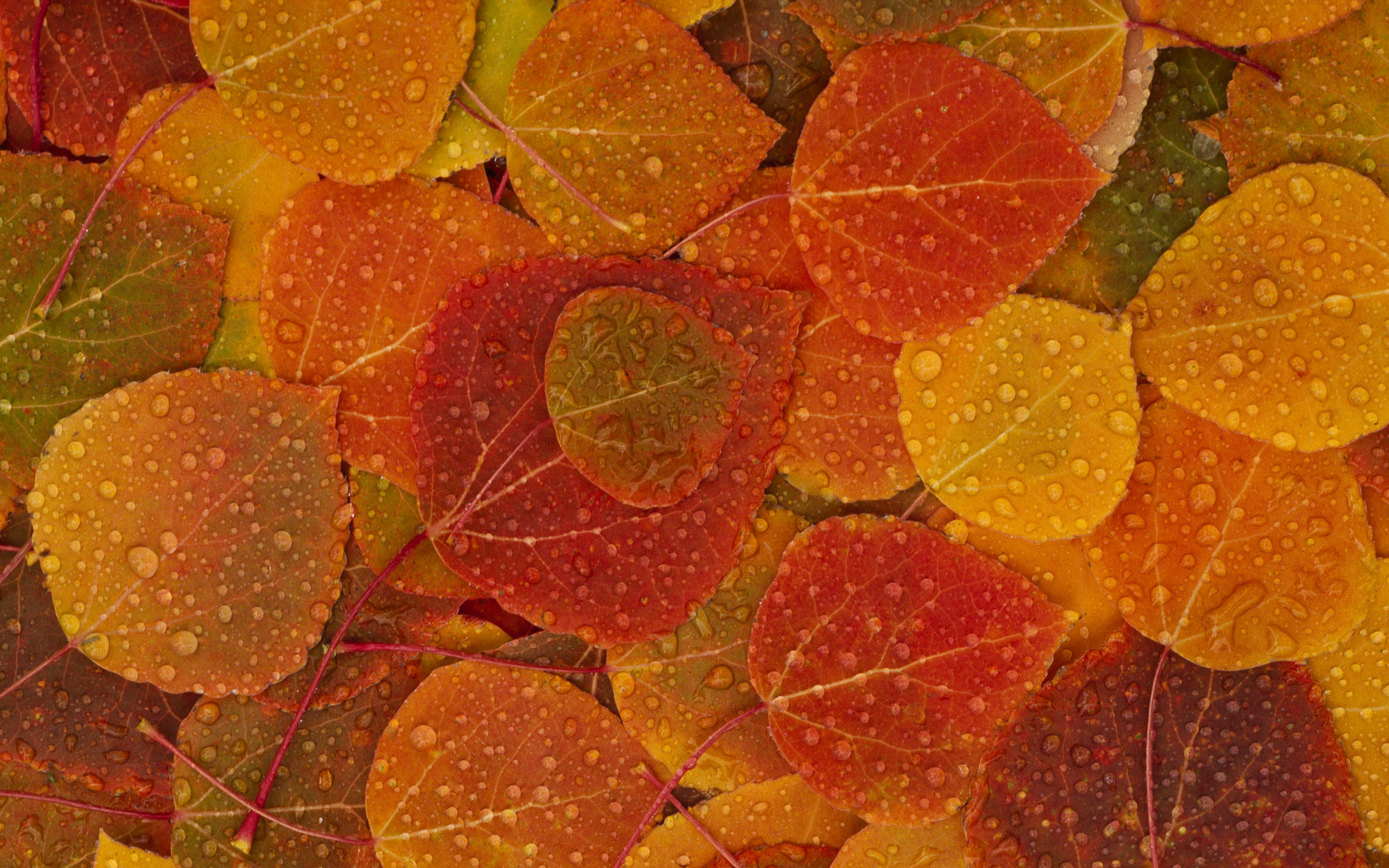 Autumn Leaves Desktop Wallpapers