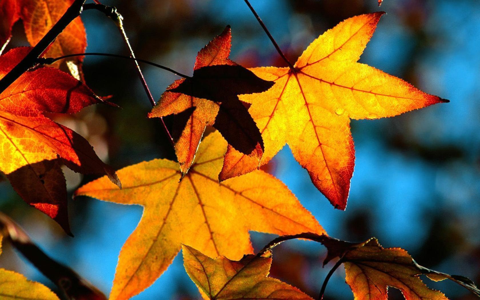 Autumn Leaves Desktop Wallpapers