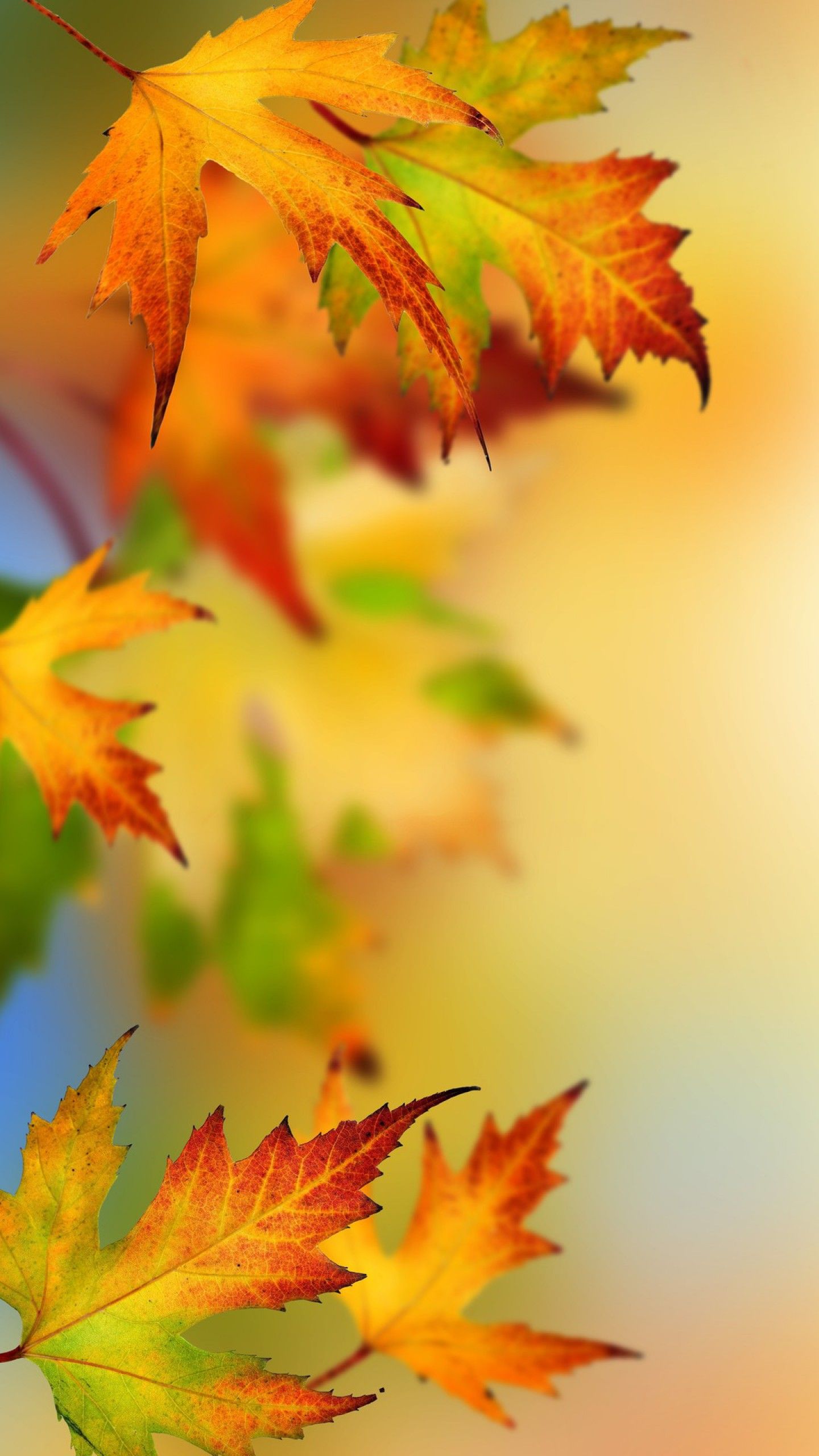 Autumn Leaves Desktop Wallpapers