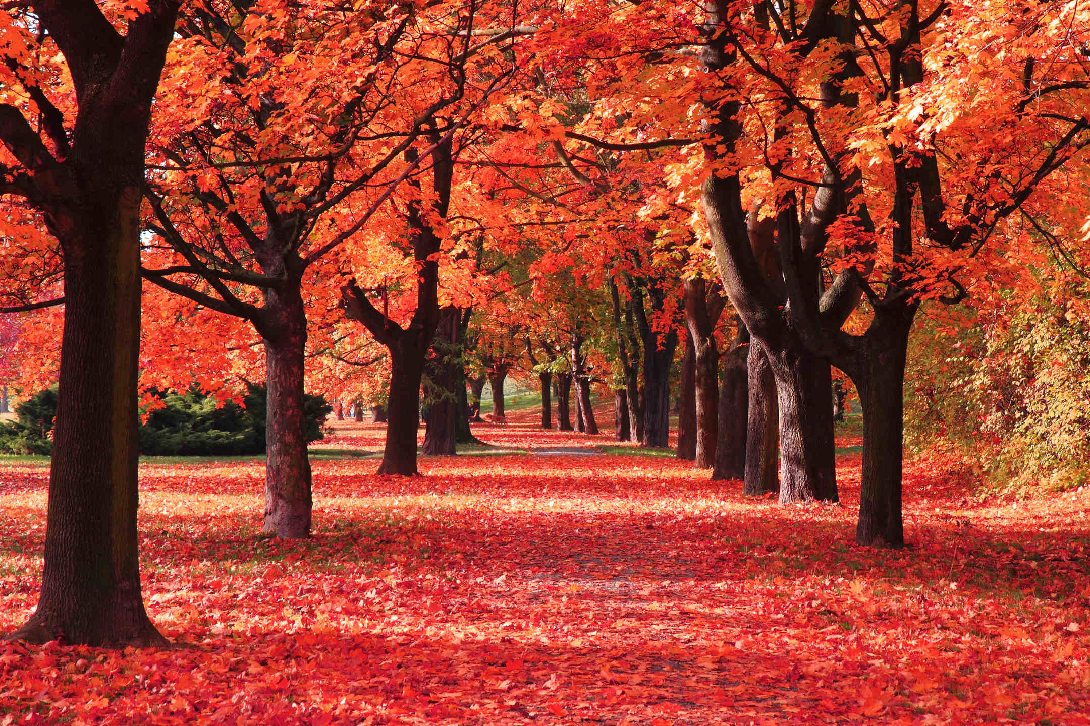 Autumn Leaves Desktop Wallpapers