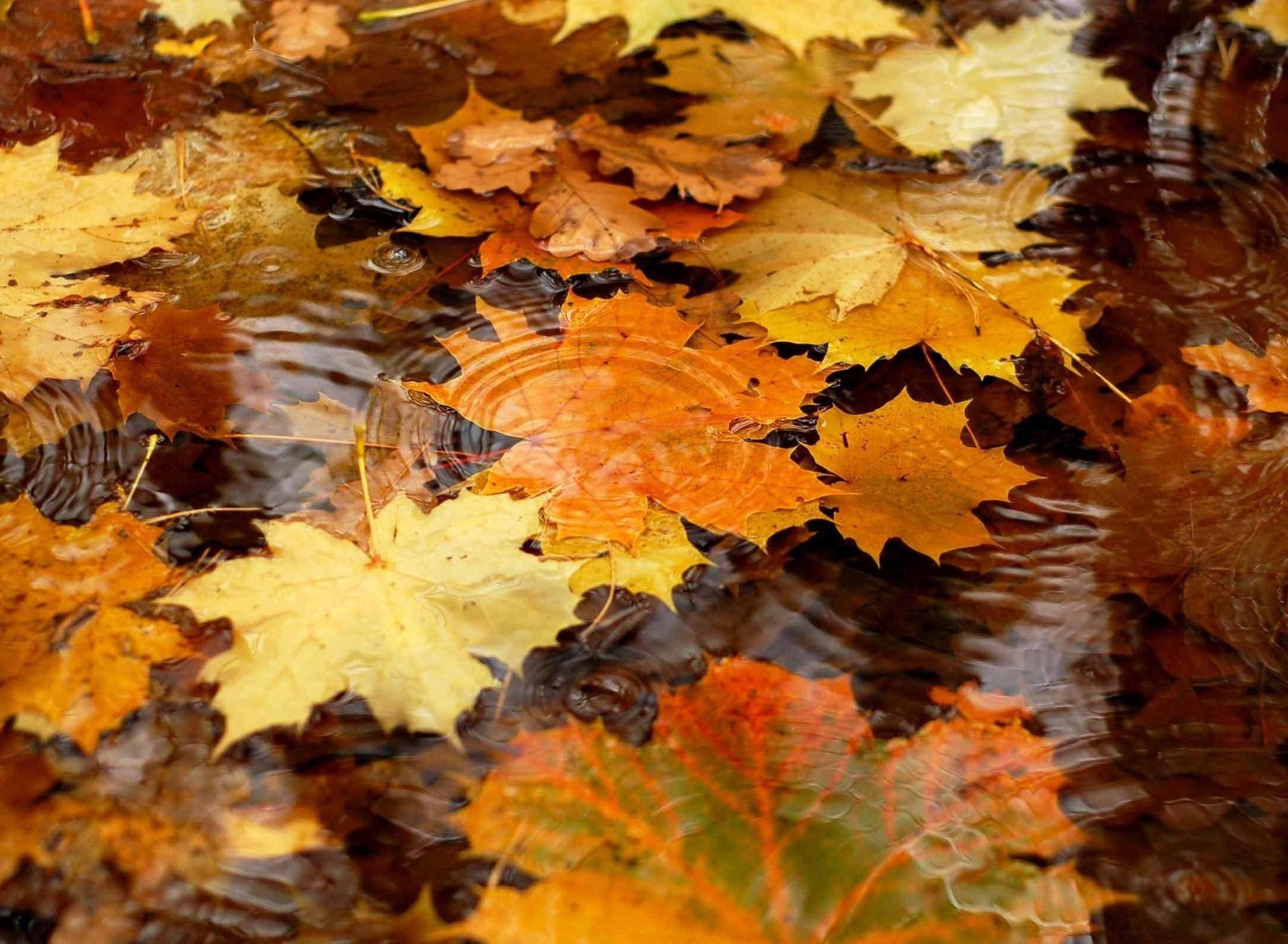 Autumn Leaves Desktop Wallpapers