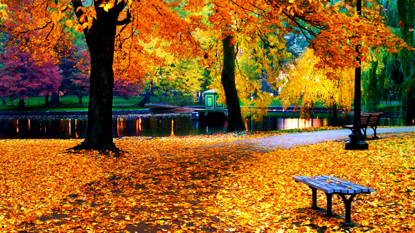 Autumn Leaves Desktop Wallpapers