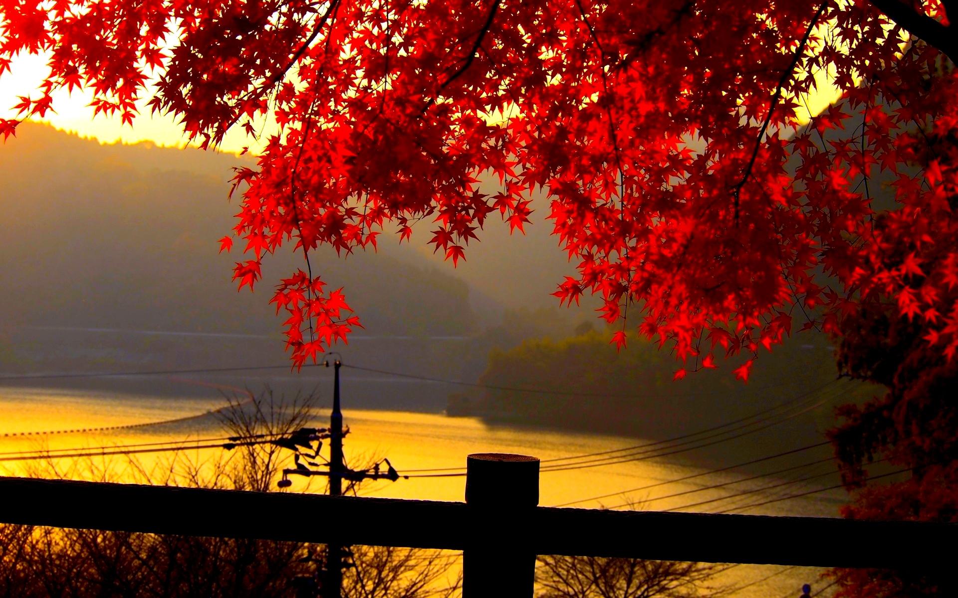 Autumn Leaves Desktop Wallpapers