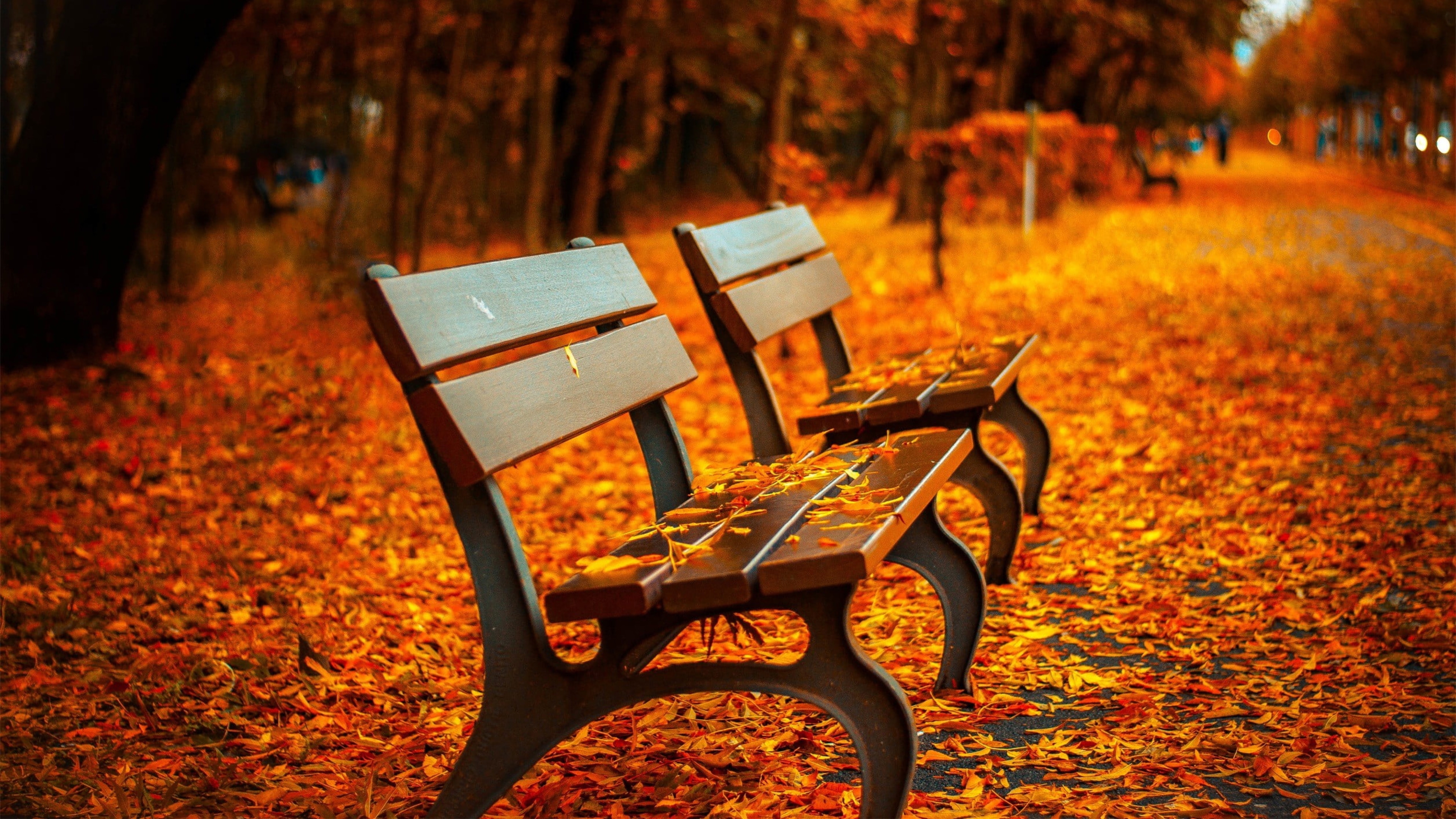 Autumn Leaves Desktop Wallpapers