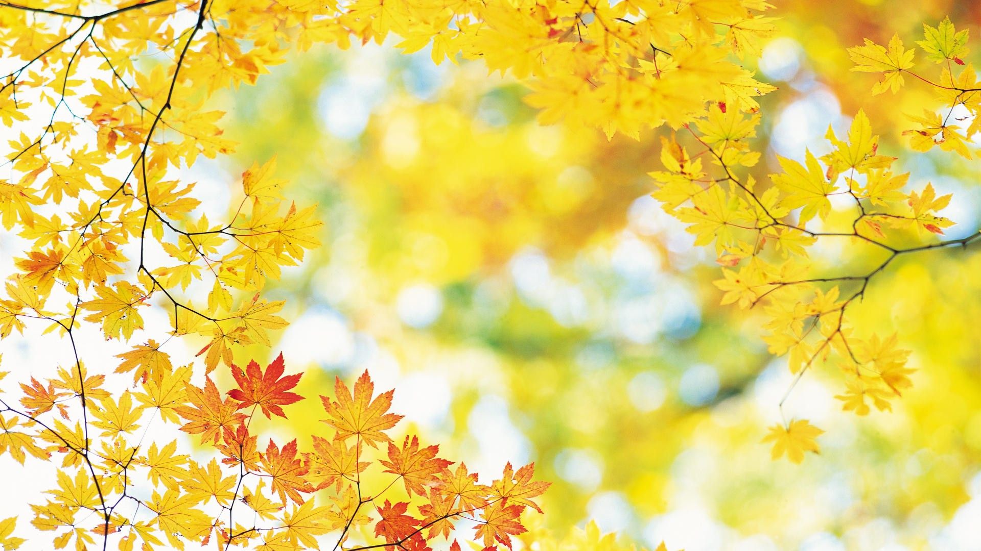 Autumn Leaves Desktop Wallpapers