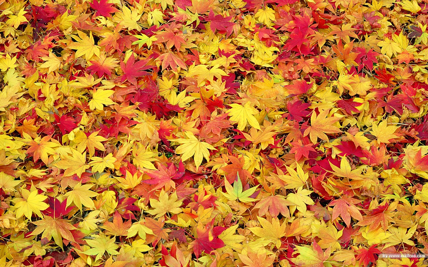 Autumn Leaves Desktop Wallpapers