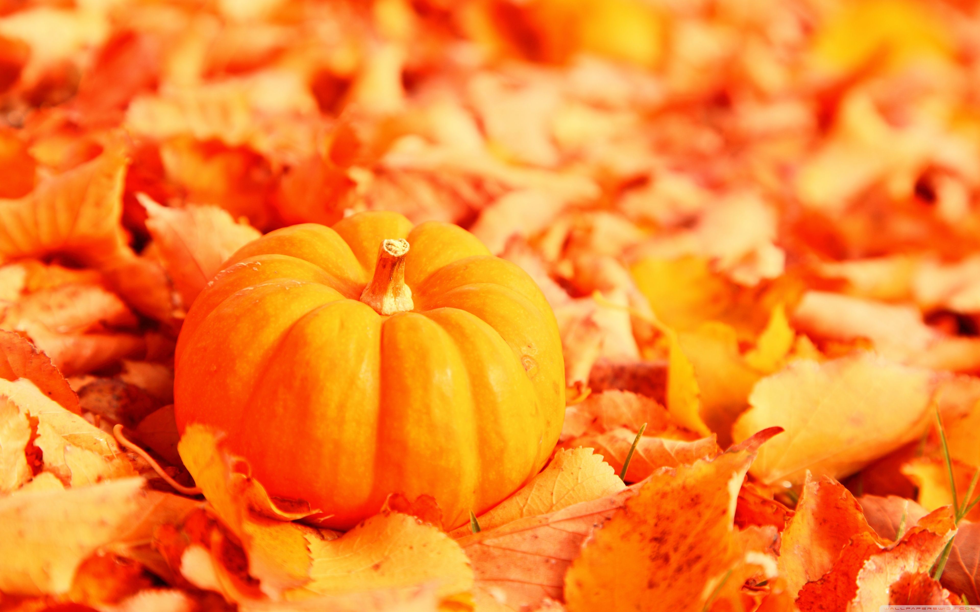 Autumn Leaves With Pumpkins Wallpapers